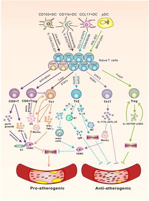 Dendritic Cells and T Cells, Partners in Atherogenesis and the Translating Road Ahead